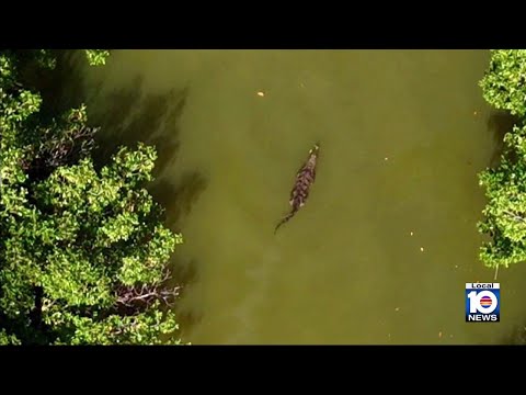 Crocodile shot in the head with speargun in Key Largo