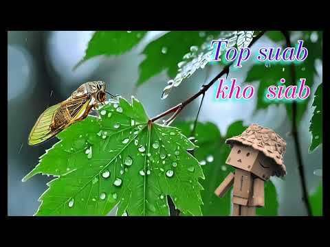 Top suab kho siab heev. Chim chim lub siab tag kuv tiam neej os nkauj hmoob 💔💘☠️😭🪰