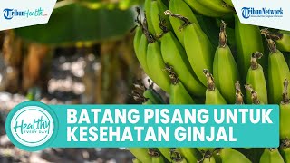 Konsumsi Batang Pisang Bisa Jaga Kesehatan Ginjal, Termasuk Kandungan Ekstrak Bagus untuk Pencernaan