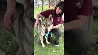 Video preview image #1 Siberian Husky-Unknown Mix Puppy For Sale in Pasadena, CA, USA