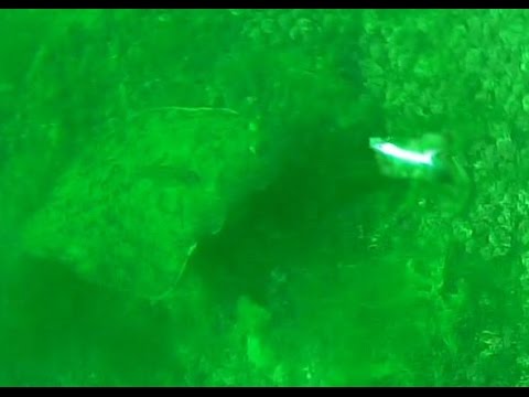 UNDERWATER VIDEO: Halibut Following Jig while Vertical fishing