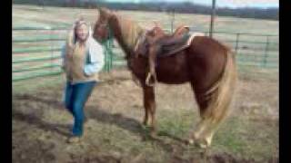 preview picture of video 'Cash's Time Thing (TWH stud colt) playing follow the leader'