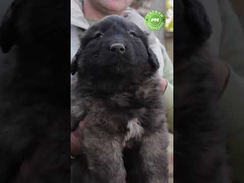 Čuvarski nastrojen pas | Sasvim prirodno #shorts