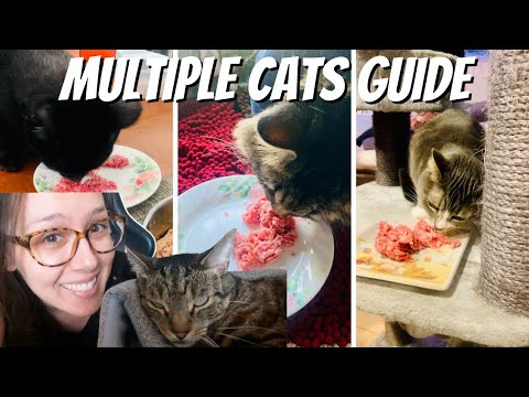 How to keep multiple cats in one home happy