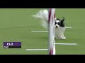 Best of the 2018 Masters Agility Championships | WESTMINSTER DOG SHOW (2018) | FOX SPORTS Best of the 2018 Masters Agility Championships | WESTMINSTER DOG SHOW (2018) | FOX SPORTS