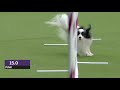 Best of the 2018 Masters Agility Championships | WESTMINSTER DOG SHOW (2018) | FOX SPORTS