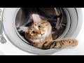 Funny Cats Vs Washing Machines