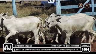 Vídeo LOTE 99A