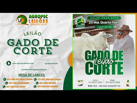 Agropecleiloes- AO VIVO -  LEILÃO GADO DE CORTE | MARTELO DE OURO LEILÕES - GURUPI-TO - 20/05/26.