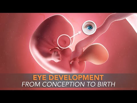 Baby Eye Development