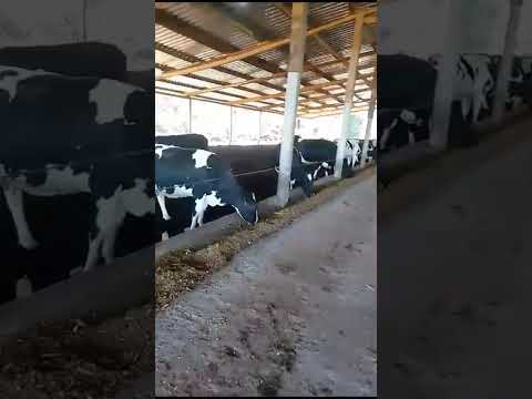 OPORTUNIDADE NO INTERIOR | ÁREA RURAL À VENDA – LINDÓIA DO SUL/SC  #pecu #fazenda #agro #vidanocampo