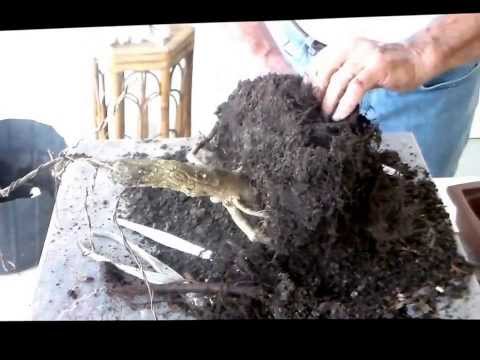 Bonsai with Merv 3 7 14 Winged Elm part 2