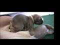 Video About Cute Boxer Puppy Has Diarrhea Fortunately Treatment Is Possible