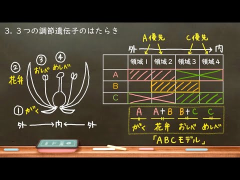 顕花植物のアルファベット順について詳しく解説