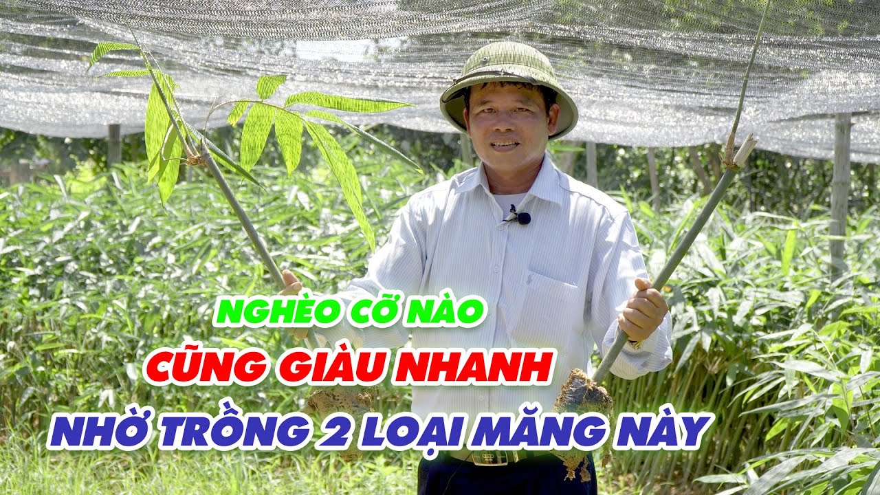 Cây giống tre bát độ