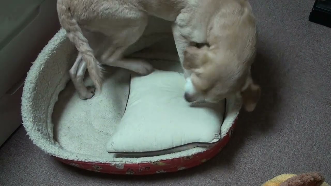 ラブラドール　ムックとラム 「ハート」