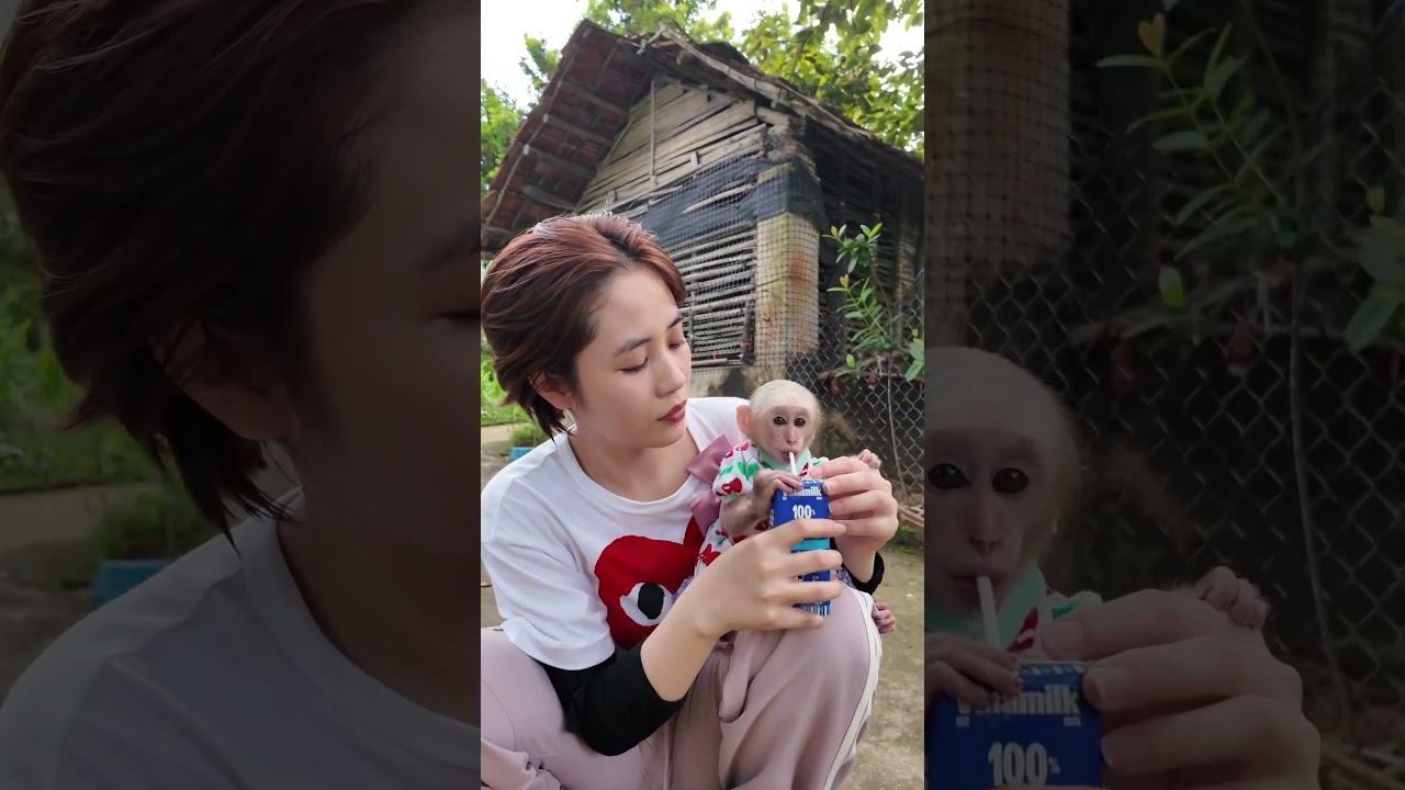 可愛いお猿さん😍😍🙈🙈🐒🐒🐵#monkeyvideo #monkeys #monkey #monkeydluffy #cute #monkeybaby #usa #cute