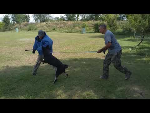 HILLARI MOTOR SICH. Работа с дрессировочным костюмом. Возраст 7 месяцев.