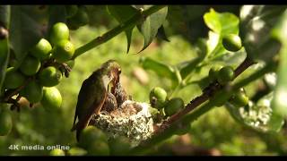 Hummingbird Nest Building & Feeding Chicks, Boquete, Panama, 4K UHD