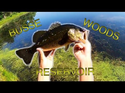 Busse Woods Reservoir Fishing