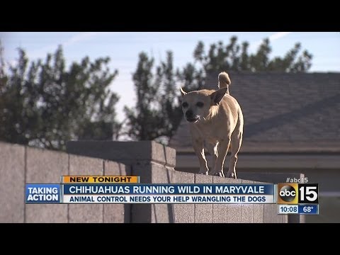 Chihuahua Dog Gang Runs Wild in Neighborhood
