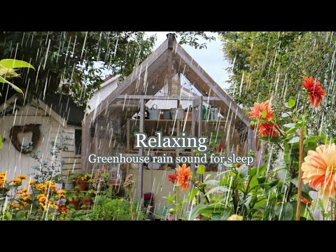 Heavy rain sounds in the greenhouse and cottage garden ASMR 1 hour 🌧️ 🌧️