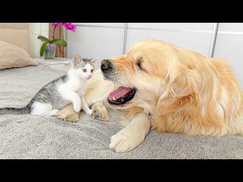 YouTube 썸네일