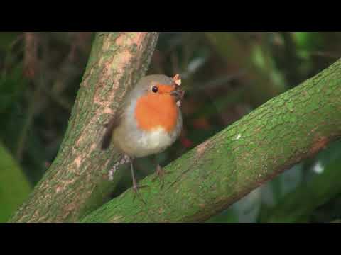 Robin Birds Singing and Chirping : Beautiful Bird Sounds and Bird Song