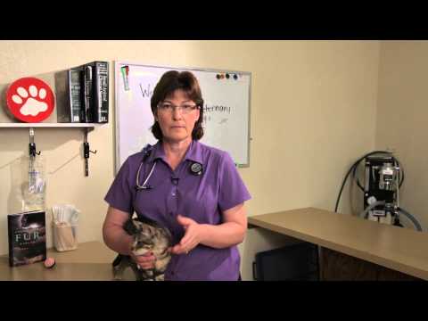 Hookworm in Cats : Cat Health