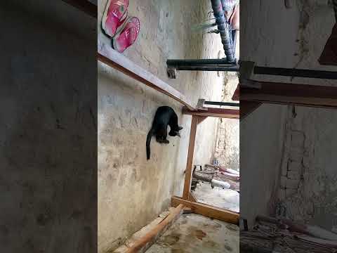 Gandy bachy humary sharti cats😻😸😹