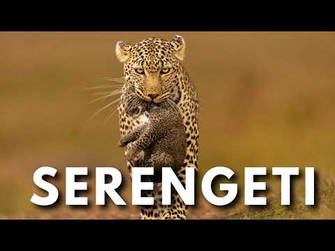SERENGETI - DAS UNZÄMBARE HERZ DER SAVANNE | Komplette Dokumentation