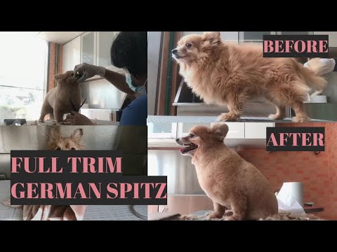 Full Coated German Spitz Haircut-  | Bunny TV