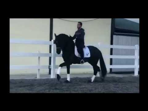 SOLD REF 587: 8 yo jet Black PRE stallion - piro free with xrays. 163cm