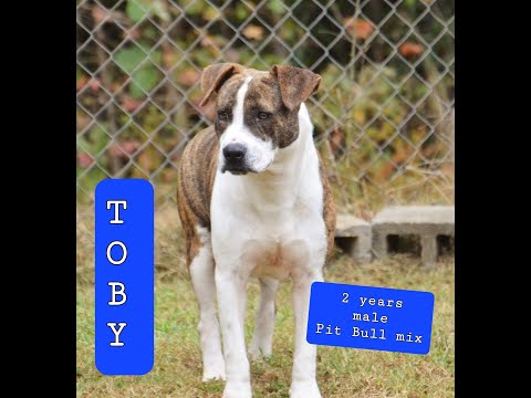 Toby , an adoptable Pit Bull Terrier Mix in Wedowee, AL_image-1