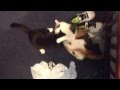 Fat Calico Cat And Tuxedo Cat Fight