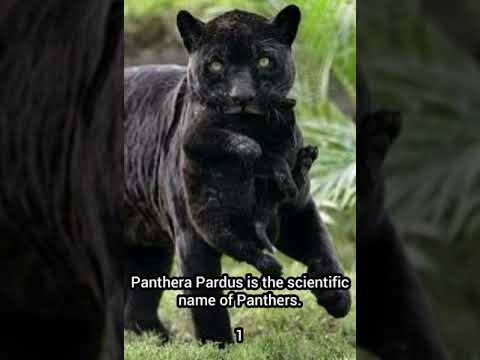 11😮 Amazing facts about black panthers