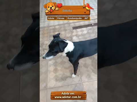 Vídeo de Belinha
