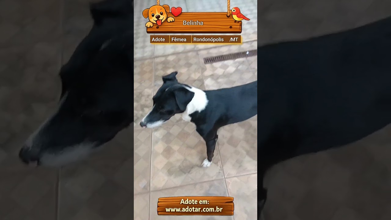 Cachorro raça SRD-ViraLata idade 2 anos nome Belinha