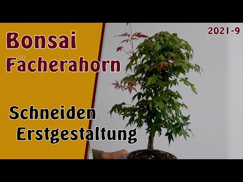 Bonsai | Fächerahorn [Acer palmatum] | 2021-9 | Schneiden und Erstgestaltung