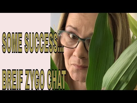 ZYGONISIA ORCHID CHAT March 2021...Some tips on what I have learned so far in a year and a half.....