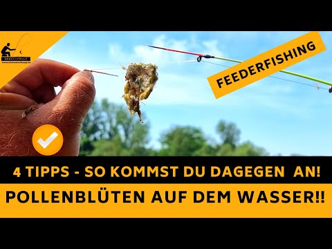 Futterkorbangeln in der Pollenzeit???