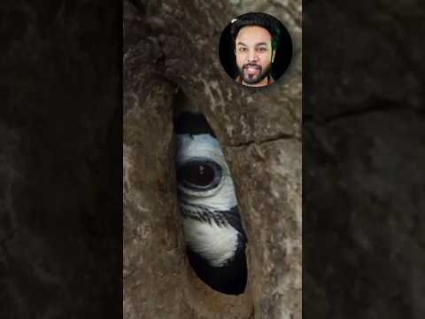 Why This Bird Trapped Itself Inside a Tree