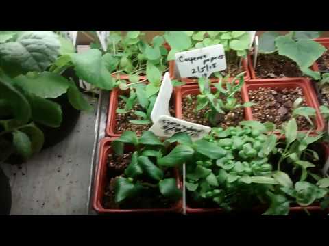 Benefits of BLACK KOW MANURE