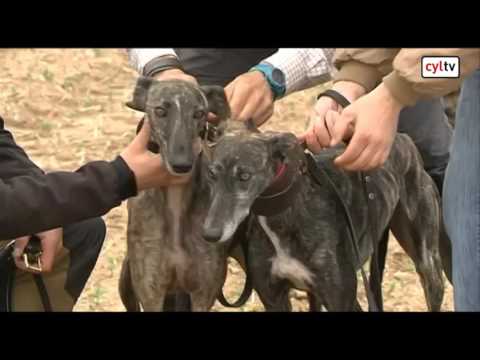 Campeonato de España de Galgos en Nava del Rey, Valladolid (Cuartos de final)