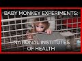 Baby Monkey Experiments Exposed | National ...