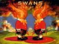 swans -  in the eyes of nature