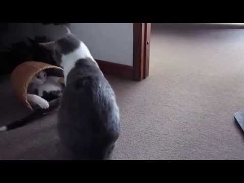 Gatas juguetonas Fira y Anis.MOV