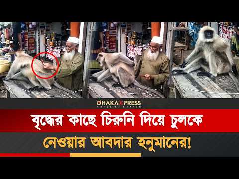 মুরুব্বির চিরুনি ও হনুমানের ভালোবাসার ভিডিও ভাইরাল