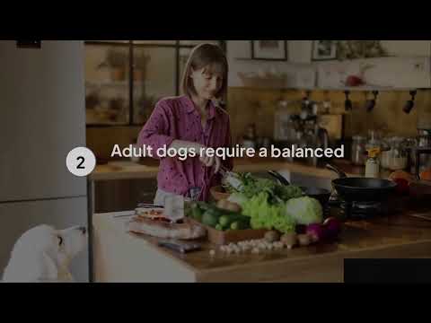 Are You Feeding Your Dog Correctly? Balanced Diet Explained!