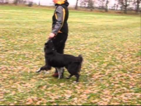 Jessi obedience15měsíců